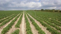 Nouvelle histoire d’accaparement des terres à Boghé