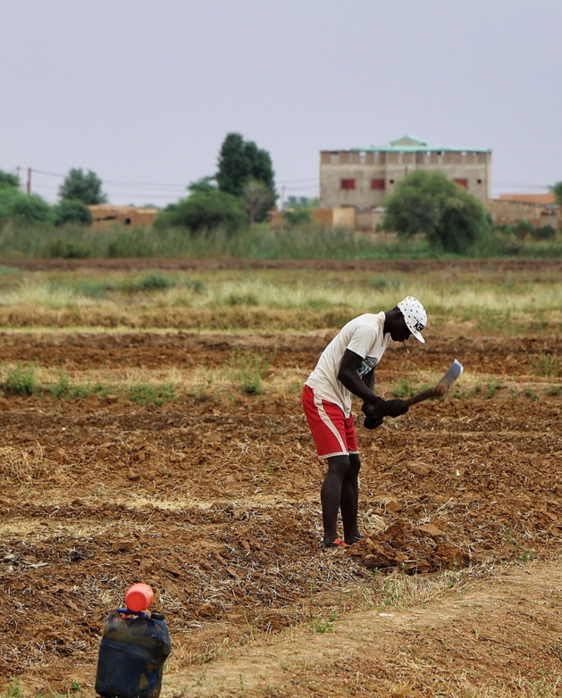 Agriculture-Mauritanie: 2/3 des terres arables improductives pour la dernière campagne ridicule de 2016