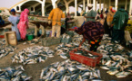 Stock de sécurité de 10.000 tonnes de poissons face aux effets du COVID-19