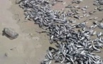 Mauritanie: des millions de poissons morts échoués sur les plages de Nouakchott